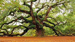 家族財富及全權委托投資